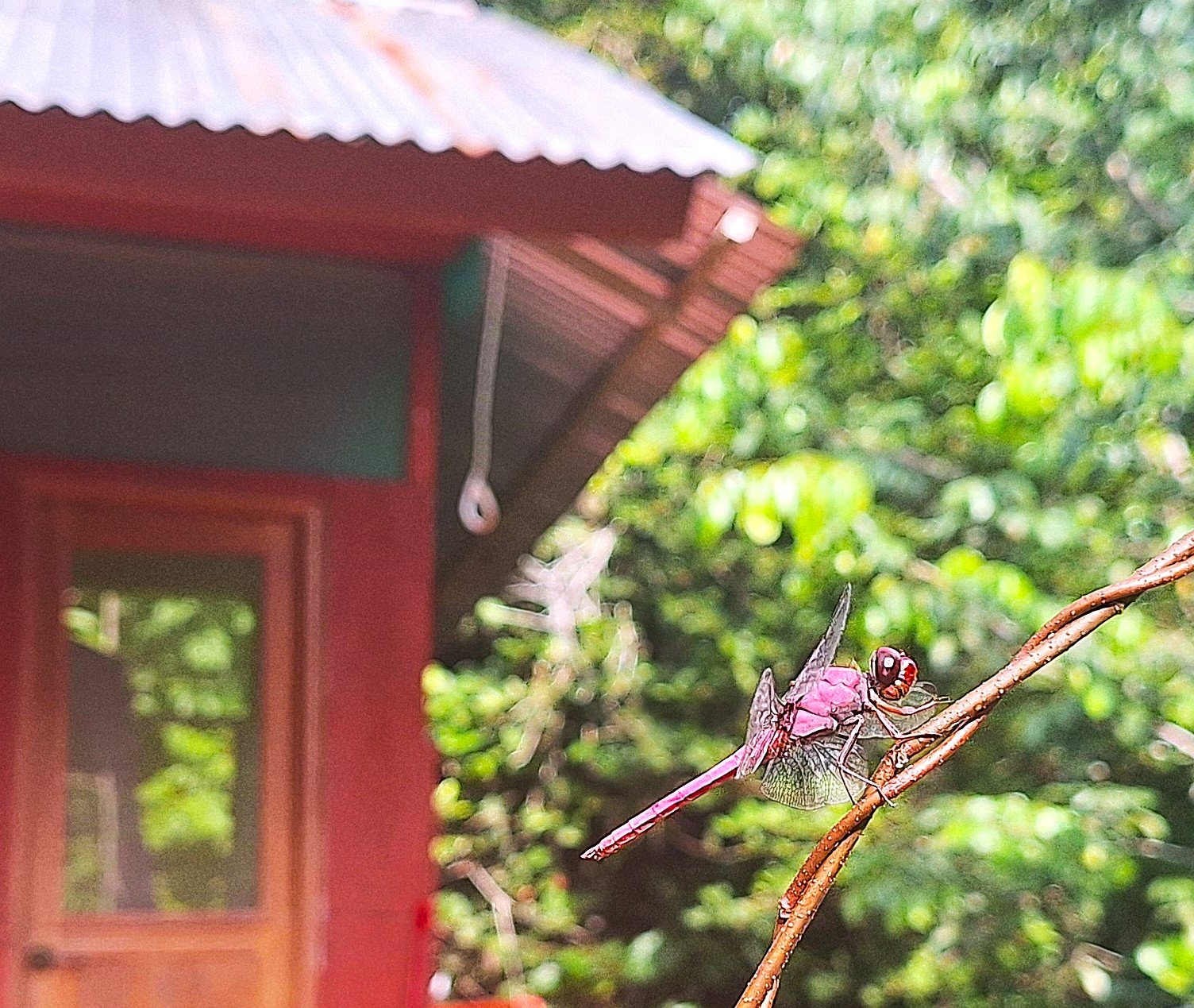 A closeup of a magenta dragonfly sitting on a vine on the walkway to my room in the Peruvian Amazon